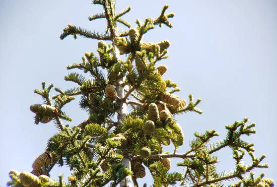 Post-fire conifer seed production