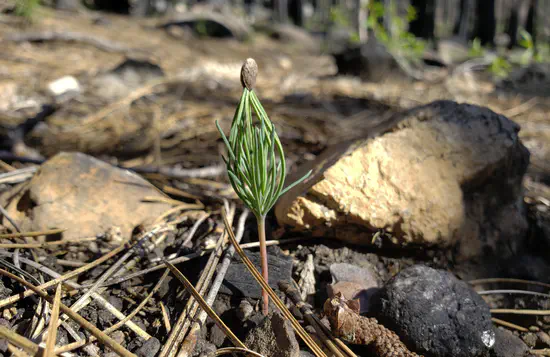 Early post-fire regeneration