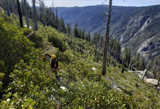 Predictability of regeneration trajectories