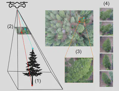 Workflow for programmatically isolating images of individual detected trees for AI-based species identification. (1) The tree is detected using the CHM, orthomosaic, and/or point cloud. (2) The top and bottom of the tree are projected from 3D space onto the drone photo. (3) The tree top and bottom are used to create a bounding box to crop the single tree from the image. (4) The process is repeated for every drone image in which the focal tree appears. The resulting images are supplied to the computer vision image classification algorithm.